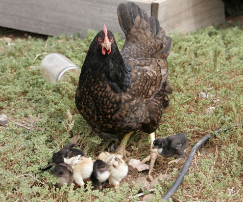 Mother hen with chicks - Did anybody really ask those who will be paying off this debt for generations, for permission to sign our names on the dotted line?