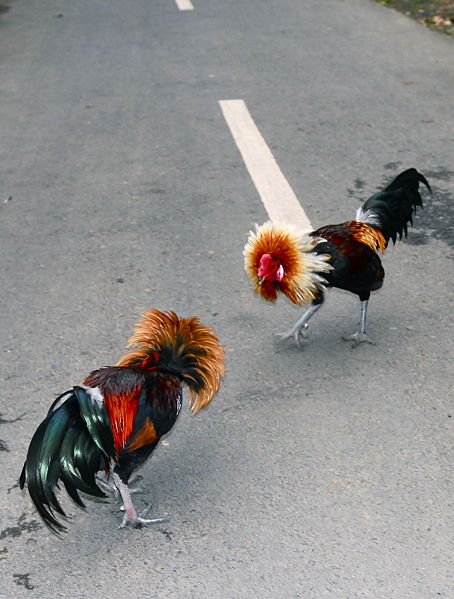 The start of a cockfight.