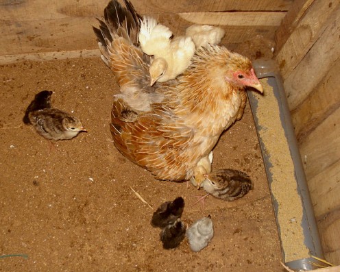 Mother hen with chicks - “Chicken one day, feathers the next”