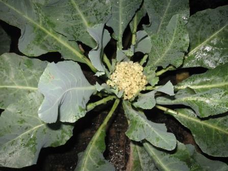 Cauliflower grown at home garden