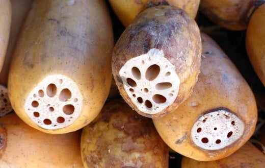 Fresh lotus root