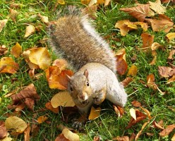 The Squirrel, Ever Vigiliant, Always Working: Poem