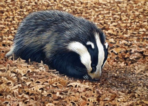 The European Badger