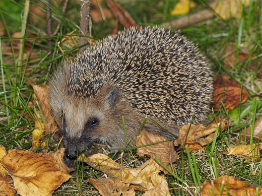 The European Hedgehog