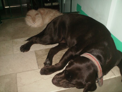 Sabrina with her friend TENKAY,  my choco Lab