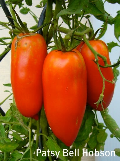 Vines are loaded with clusters of 4-6 ounce tomatoes.