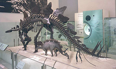 Stegosaurus skeleton mounted in The American Museum Of Natural History in New York City 
