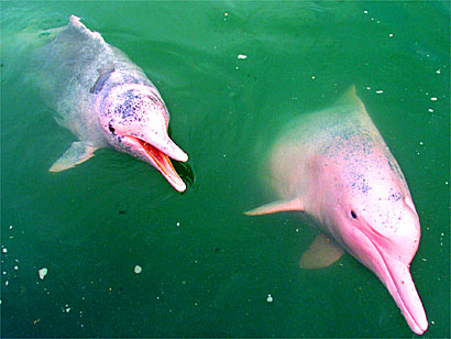 Amazon River Dolphin (Boto)
