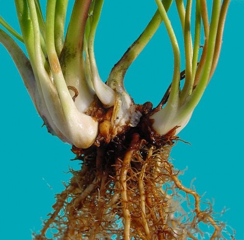 Sarracenia rhizome