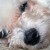 Sleepy Puppy