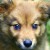 Chow Retriever mix name Misha
