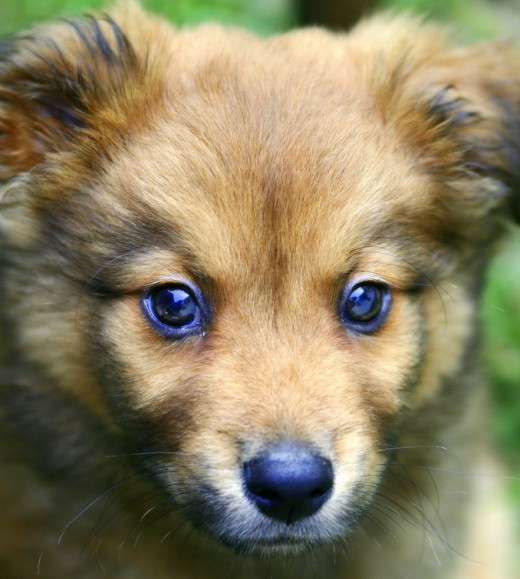 Chow Retriever mix name Misha