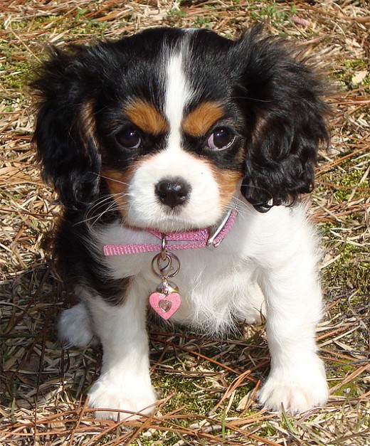 Cavalier Kin Charles Puppy
