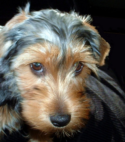 Yorkshire Terrier Puppy