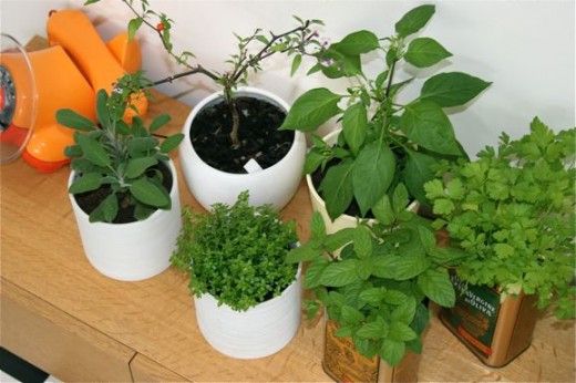kitchen herbs