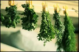 bunches of herbs drying