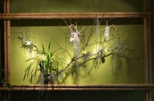 Chinese Orchid Show in Saint Louis - Display with bamboo and branches and orchids.