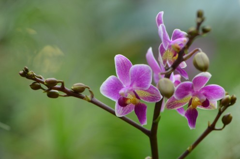 I love the colors of these orchids, and how it turned out.