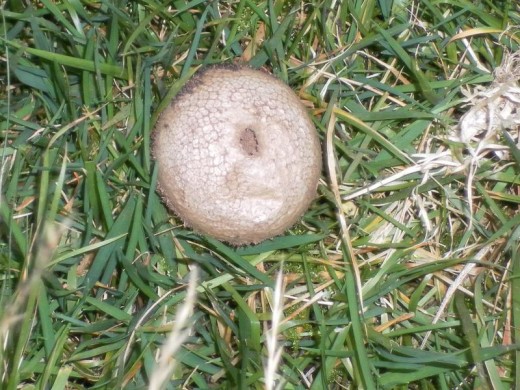 Earthball Fungus deflated having released spores