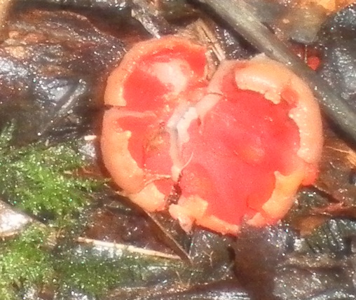 Scarlet Elf Cup fungus