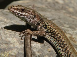 Lizards from Italy Living in the U.S.A.