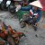 Roosters on the streets. Quite common throughout HCMC.