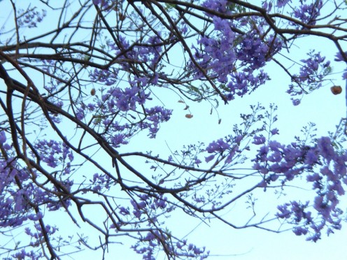 Jacaranda tree in bloom