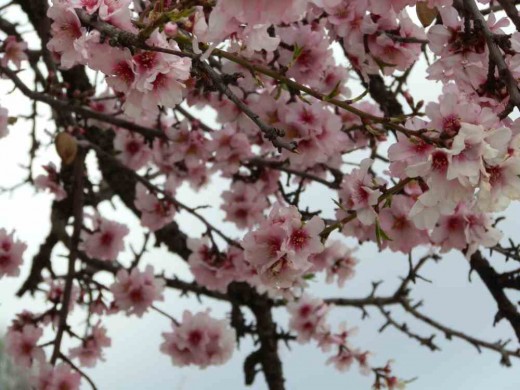 pink almond tree flowers (bitter almonds)