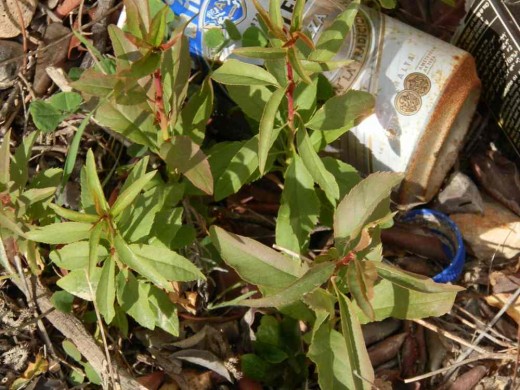almond tree seedlings growing among the trash at the roadside
