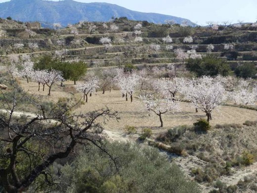 groves of almond trees in blossom