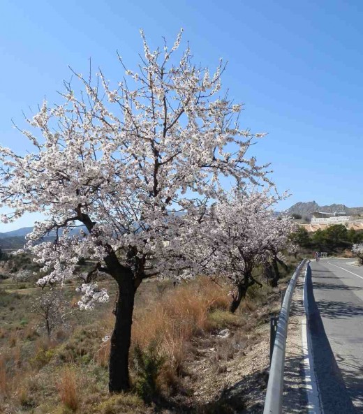 single flowering almond tree