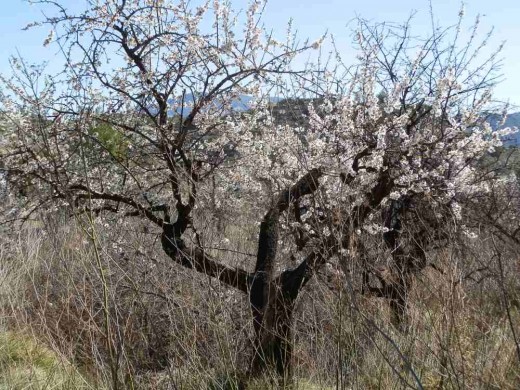 a neglected sweet almond tree in blossom