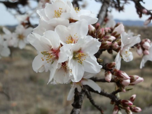 The white blossom of the sweet almond.
