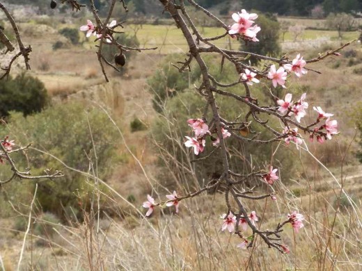 the pink blossom of the bitter almond. Note the almonds from last year left unpicked on the tree
