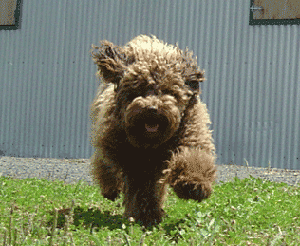 www.modernpooch.com