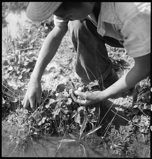 California. Picking strawberries in an irrigated field 