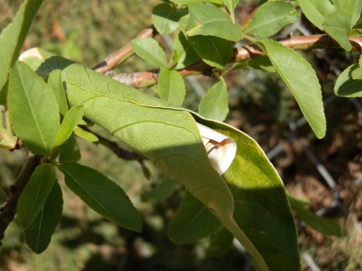 the exciting moment a leaf unfurls to produce a bank-note