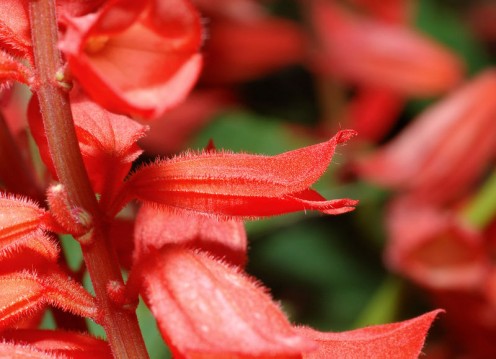 This image shows a close-up shot of a Scarlet Sage plant (Salvia splendens).