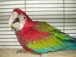 The Green Wing Macaw