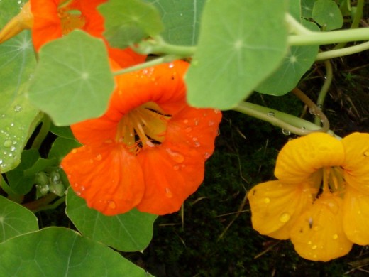 nasturtiums in the rain