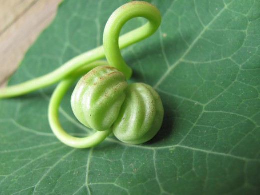 fresh nasturtium seeds