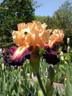 Bearded Iris