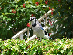 Blue Jay on Trellised Vine