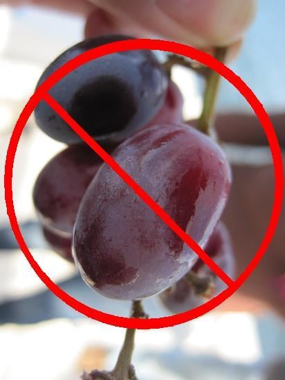 Say no to feeding grapes or raisins to your cat.
