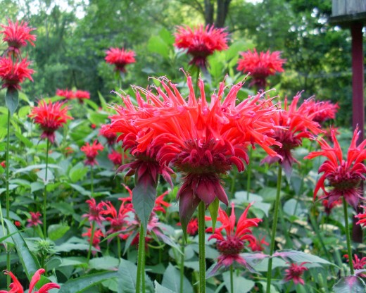 Bee Balm is a magnet for Songbirds, Butterflies and Bees and Hummingbirds