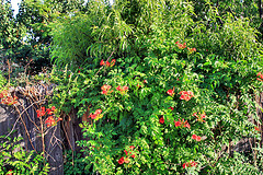 Trumpet Vine Overloading Trellis