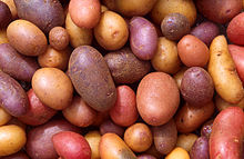 Potato cultivars.