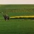 Fields of rape & horseback riding in Herrenberg - Gulltstein area. Fields of rape & horseback riding in Herrenberg - Gulltstein area.