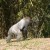 This is one massive gorilla! This is one massive gorilla!