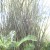 There were huge clumps of bamboo everywhere There were huge clumps of bamboo everywhere